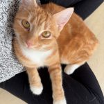 rupert