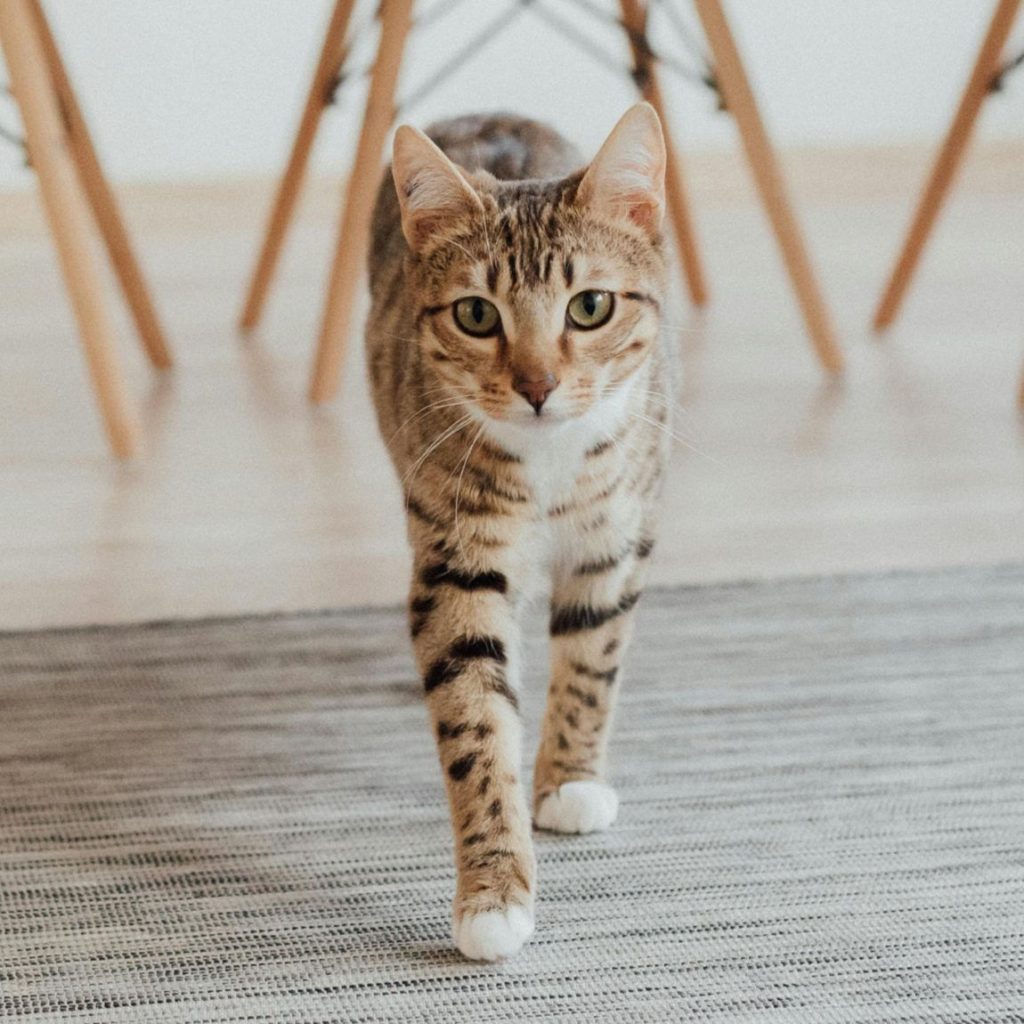bengal tabby cat walking