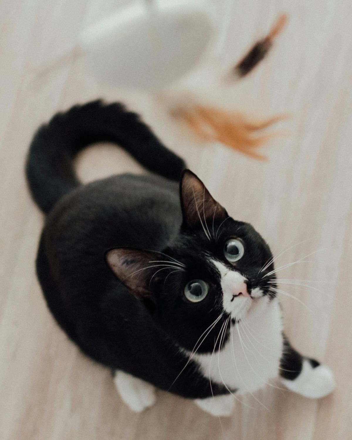 black and white cat playing