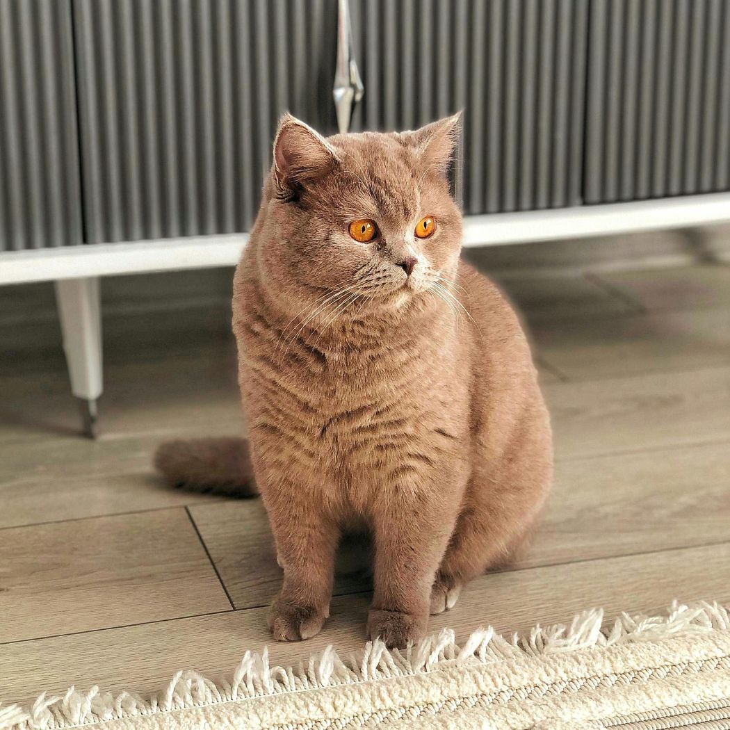 british shorthair cat
