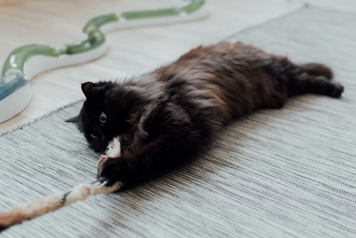 fluffy black cat playing