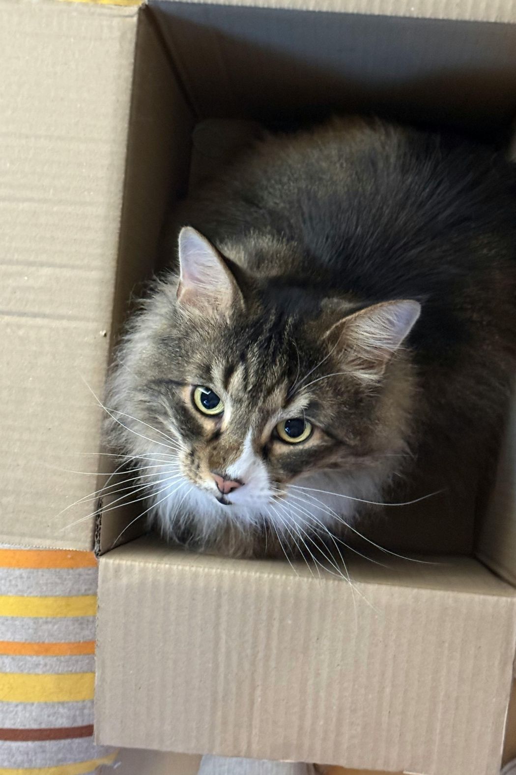 fluffy cat in box