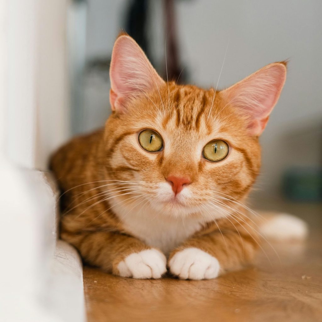 ginger and white cat peeking