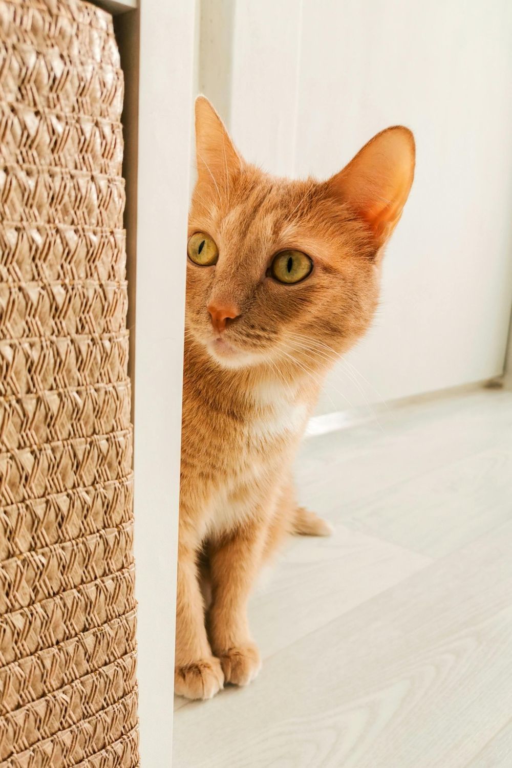 ginger cat hiding