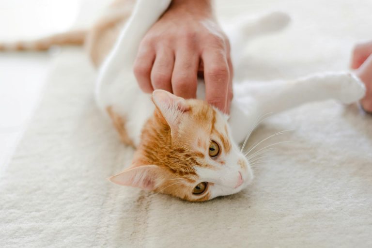 stroking white and ginger cat
