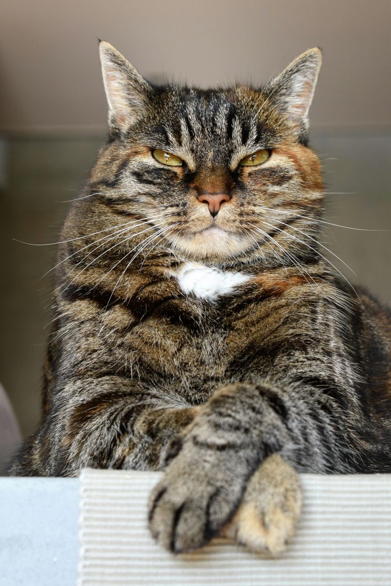 tabby cat with crossed legs
