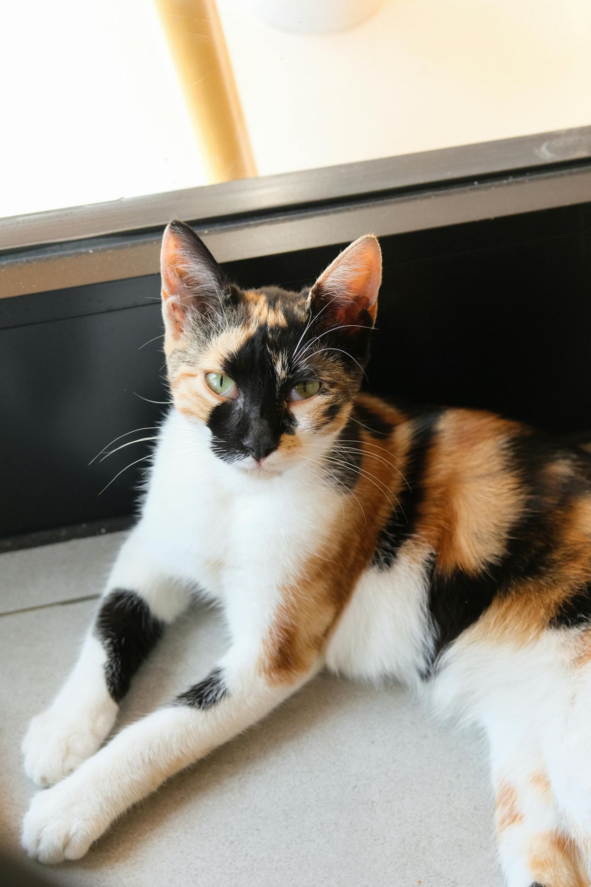 tortoiseshell and white cat
