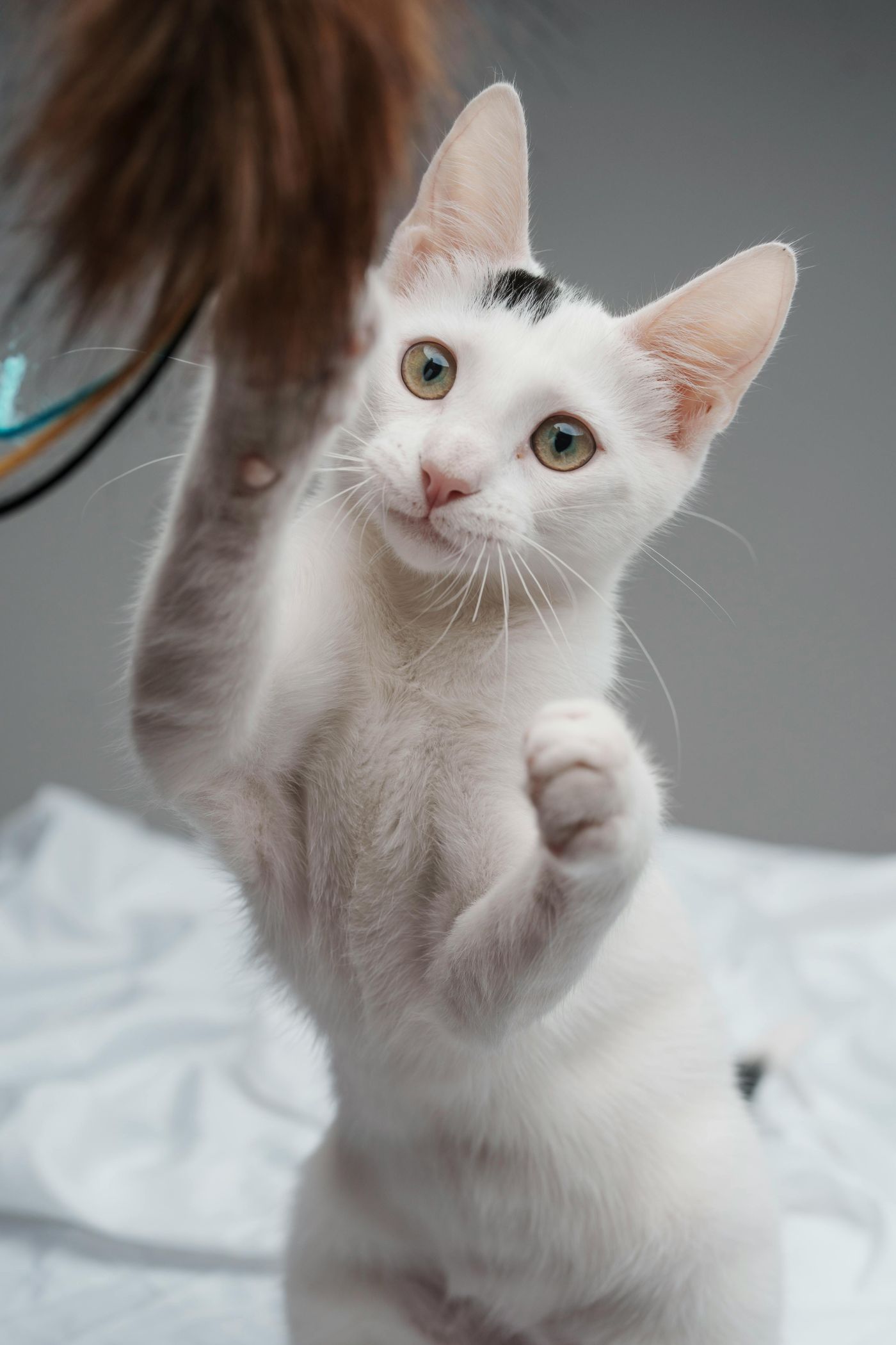 white kitten playing