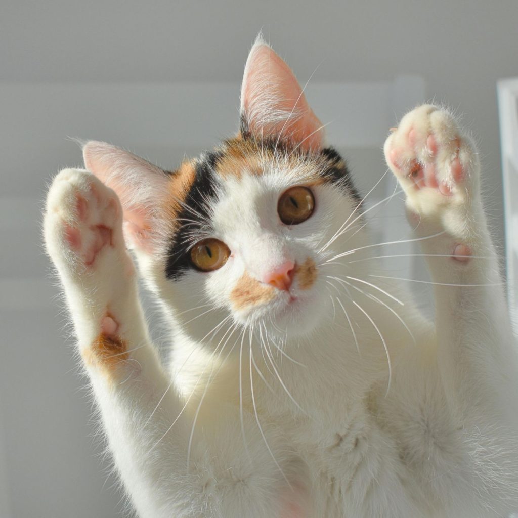 white tortie cat waving