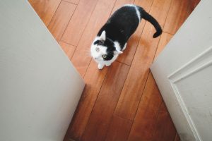 black and white cat at door