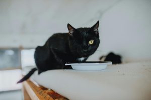 black cat eating
