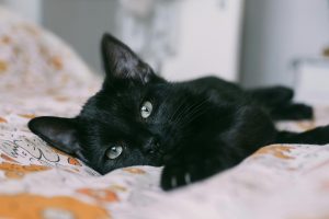 black kitten lying on bed