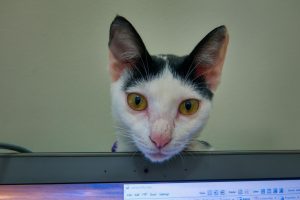 cat peering over laptop