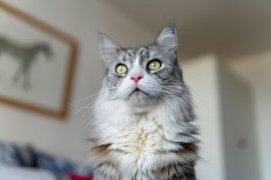 long haired cat