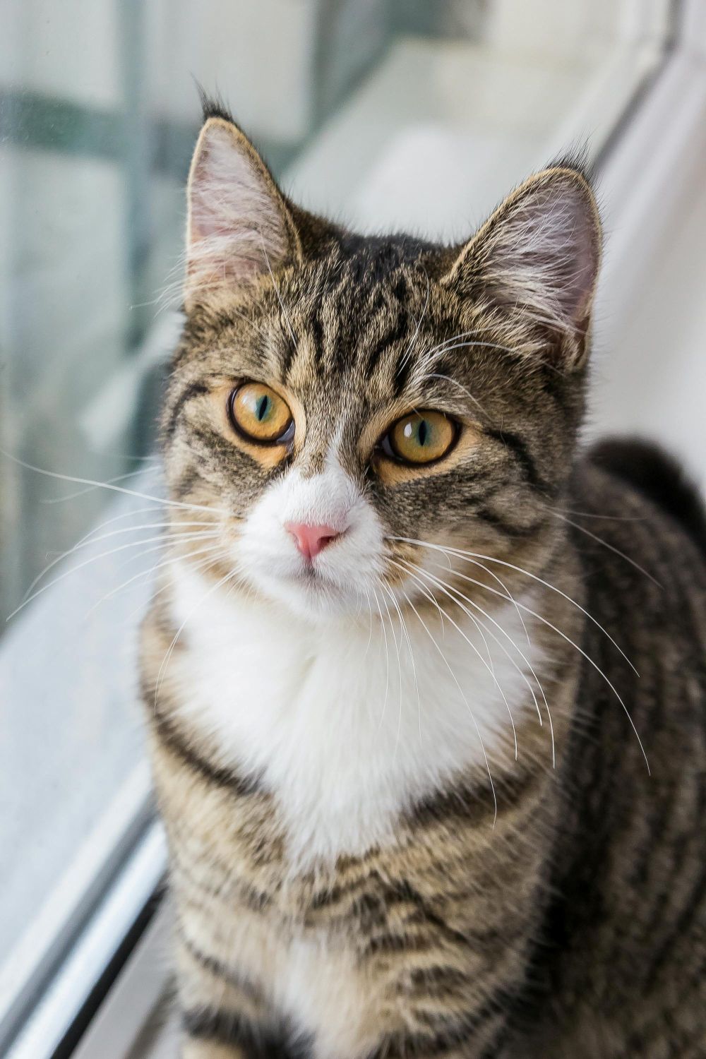 tabby and white cat