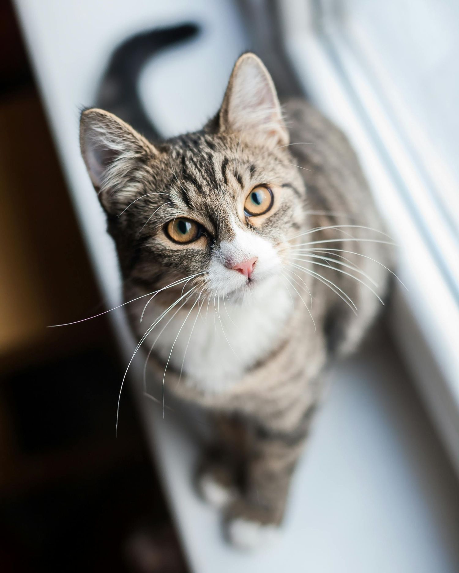 tabby cat on windowsill
