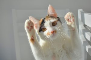 white tortie cat with hands up